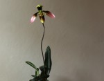 Paph.wolterianum.jpg