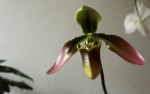 Paph.wolterianum-.jpg