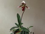 Paph.barbatum var.nigritum.jpg