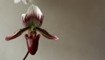 Paph.barbatum var.nigritum.--.jpg