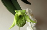 Paph. jackii.jpg