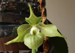 Paph.jackii- (2).jpg