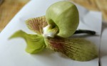 Paphiopedilum jackii--.jpg