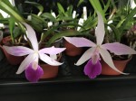 Laelia.jpg