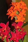 IMG_2690  Blc. Young-Min Orange a Slc. Hsin Buu Lady.jpg