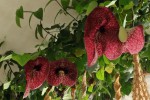 Aristolochia grandiflora x A. elegans.jpg