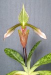 Paphiopedilum dayanum 2021.03.14.jpg