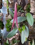 Bulbophyllum plumatum 2021.03.20.jpg