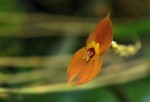 Lepanthes ophelma.jpg