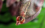 Lepanthes gargoyla.jpg