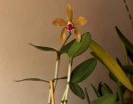 Cattleya granulosa.jpg