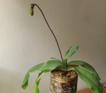 Paph.moquetteanum.jpg