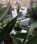 paphiopedilum callosum var. sublaeve.jpg