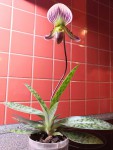 paphiopedilum callosum var. sublaeve (3).jpg