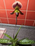 paphiopedilum callosum var. sublaeve (2).jpg