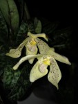 paphiopedilum concolor thai.jpg