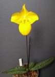 Paphiopedilum armeniacum 2021.04.18.jpg