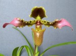 Paphiopedilum hirsutissimum 2021.04.02.jpg