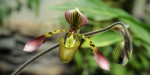 Paph. haynaldianum.jpg