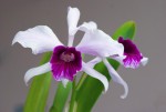 Laelia purpurata.jpg