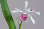 Laelia purpurata carnea fresa.jpg