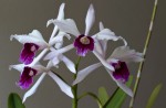 Laelia (Cattleya) purpurata v. striata.jpg