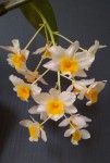 Dendrobium thyrsiflorum.jpg