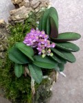 Schoenorchis fragrans.jpg