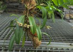 Bulbophyllum bicolor.JPG