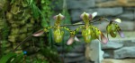 Paphiopedilum haynaldianum.jpg