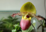 Paph. moquetteanum , Gigantic Cirkle´ od Orchid Inn-.jpg