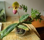 Paph. moquetteanum , Gigantic Cirkle´.jpg