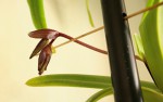 Paph. sanderianum.jpg