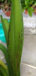 Vanda 3.jpg