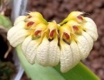 Bulbophyllum auratum.jpg