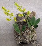 Trichocentrum pumilum.jpg