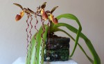 Paphiopedilum sanderianum (2).jpg