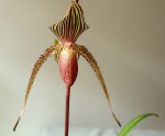 Paph. x rotschildianum..jpg