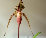 Paph. x rotschildianum..jpg