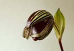 Paph. x rotschildianum poupě.jpg