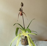 Paph. x rotschildianum.jpg