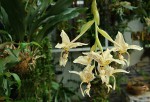 Stanhopea costaricensis.jpg