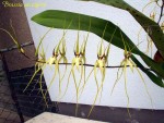 Brassia arcuigera.jpg