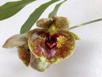 Catasetum expansum (2).jpg