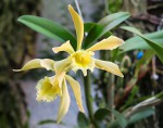 Cattleya forbesii x Rhyncholaelia digbyana fimbripetala.jpg