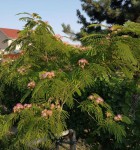 Albizia_23_07_2021_004.JPG