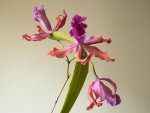 Cattleya grandis × Myrmecophila tibicinis.jpg