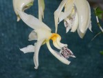 Stanhopea_embreei1084.JPG