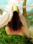 Coelogyne xyrekes2.JPG