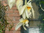 Stanhopea_embreei1086.jpg